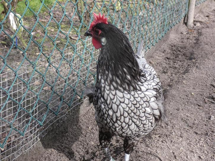 broedeieren andalusier, Dieren en Toebehoren, Pluimvee, Kip