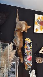 Taxidermie vos, Verzamelen, Dierenverzamelingen, Ophalen, Nieuw, Wild dier, Opgezet dier