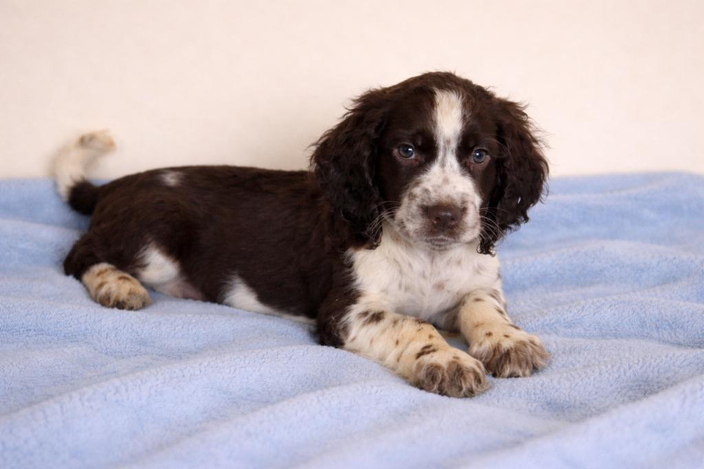 Engelse Springer Spaniel pup, Dieren en Toebehoren, België, Fokker | Hobbymatig, Reu, 8 tot 15 weken