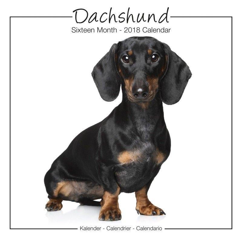 Calendrier Teckel 2018, Divers, Calendriers, Neuf, Calendrier annuel, Enlèvement ou Envoi