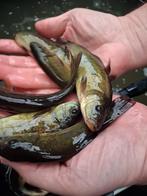 Docteur des phoques de bassin 12/15 cm