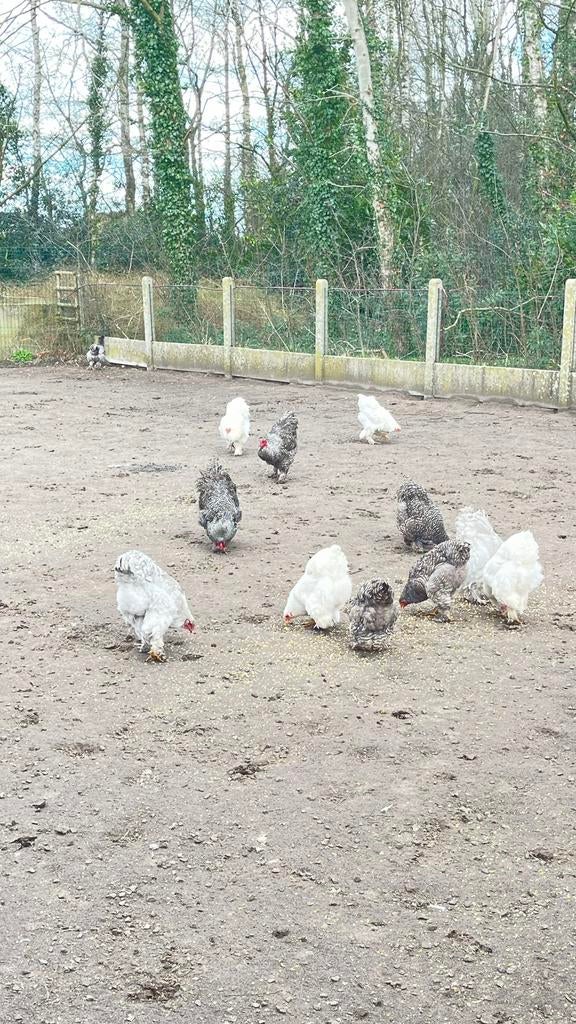 Brahma, Dieren en Toebehoren, Mannelijk, Kip