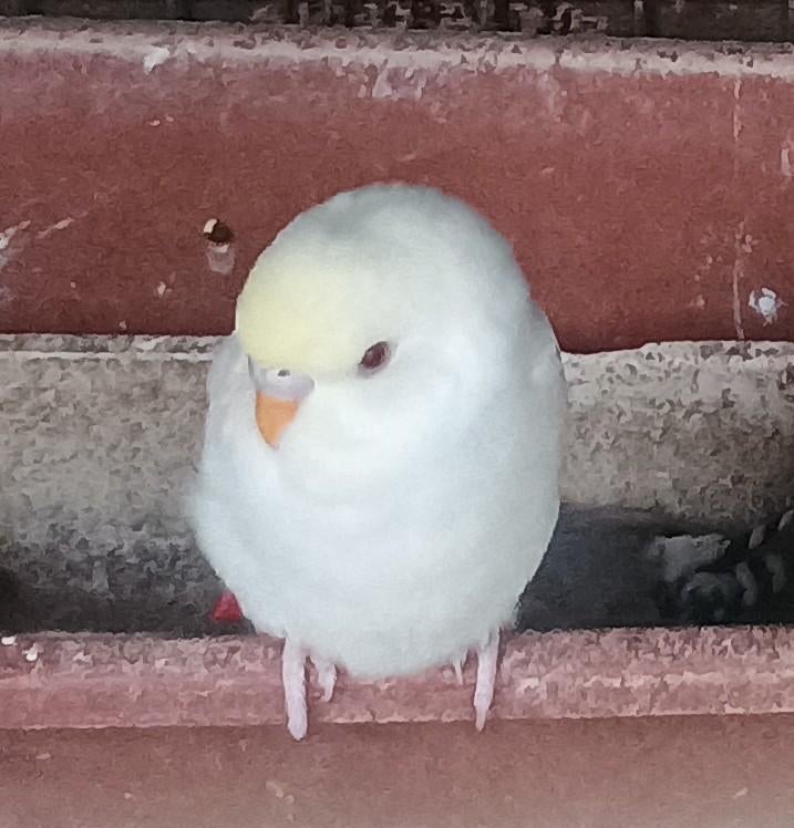 grasparkieten, Dieren en Toebehoren, Meerdere dieren, Parkiet, Geringd