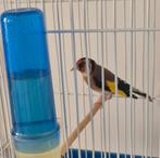 chardonneret parva, Animaux & Accessoires, Oiseaux | Oiseaux Autre, Mâle