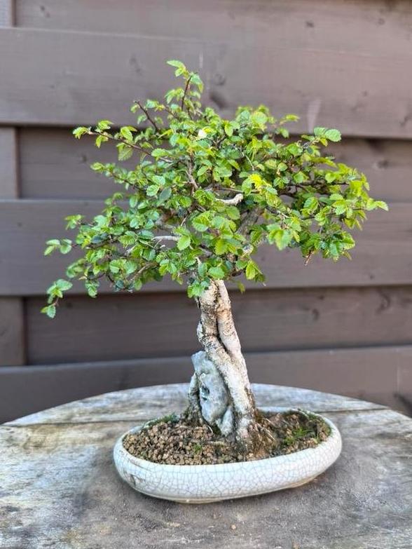 Ulmus Parvifolia bonsai, Tuin en Terras, Halfschaduw, Overige soorten, Lente, Minder dan 100 cm