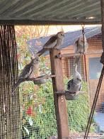 4 niet tamme valkparkieten voor voliere, Plusieurs animaux, Domestique