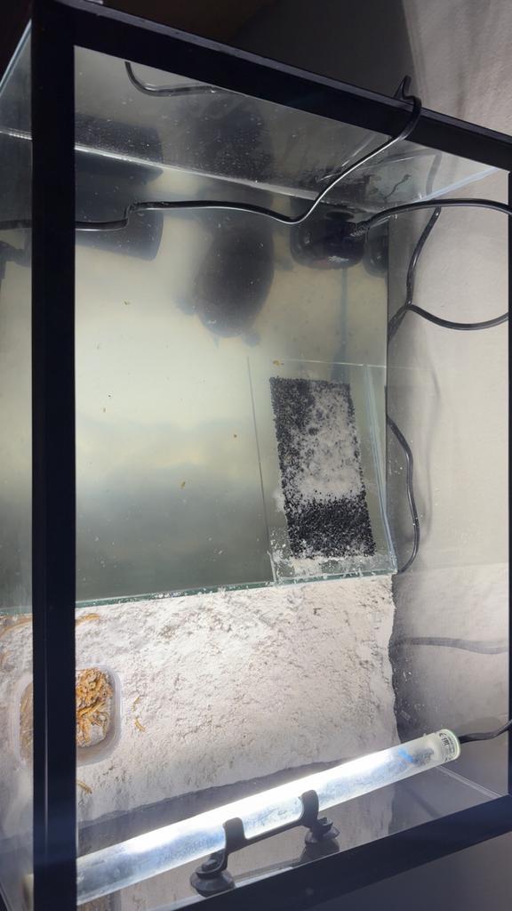 Jonge schildpad met toebehoren, Dieren en Toebehoren, Reptielen en Amfibieën | Toebehoren, Zo goed als nieuw, Terrarium of Paludarium