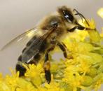 2 bijenkasten met Carnica bijen en 4 pakken waswafels, Bijen