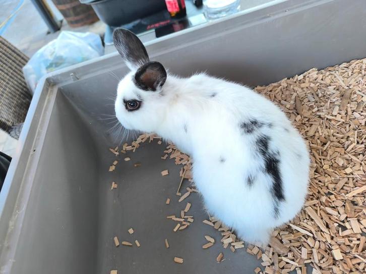 Jong ndh konijnen meisje, Dieren en Toebehoren, Konijnen