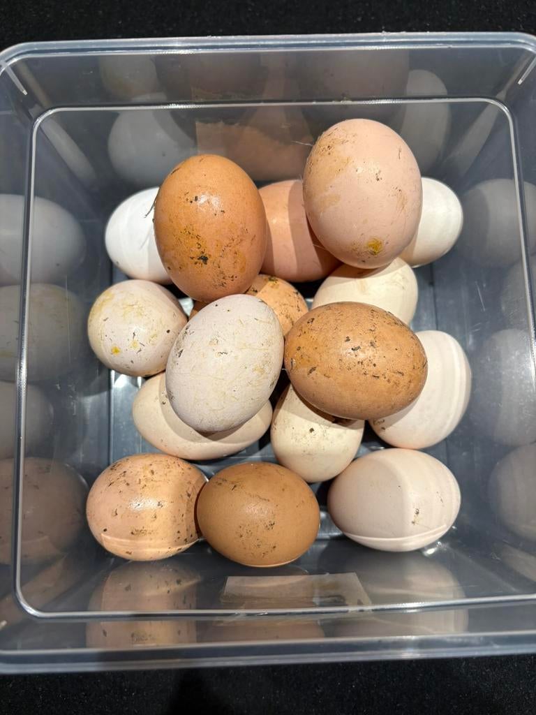 Broedeieren,bio eieren, Ophalen of Verzenden