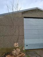 Amelanchier, Tuin en Terras, Ophalen