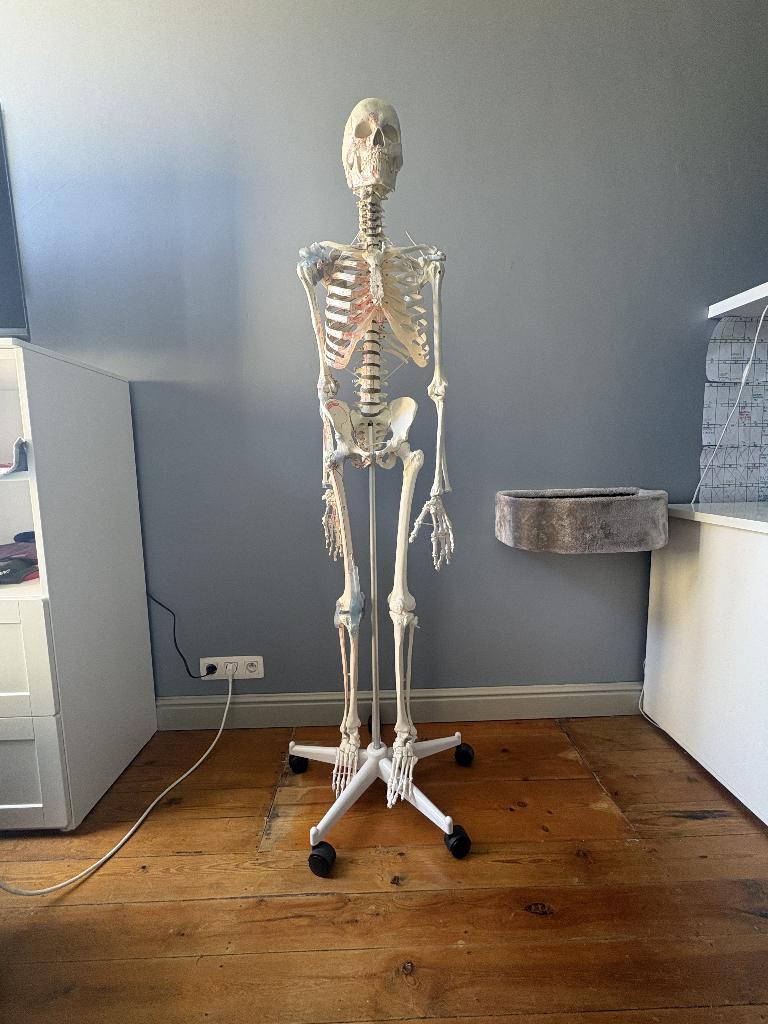 Anatomisch Menselijk Skelet, Ophalen, Zo goed als nieuw