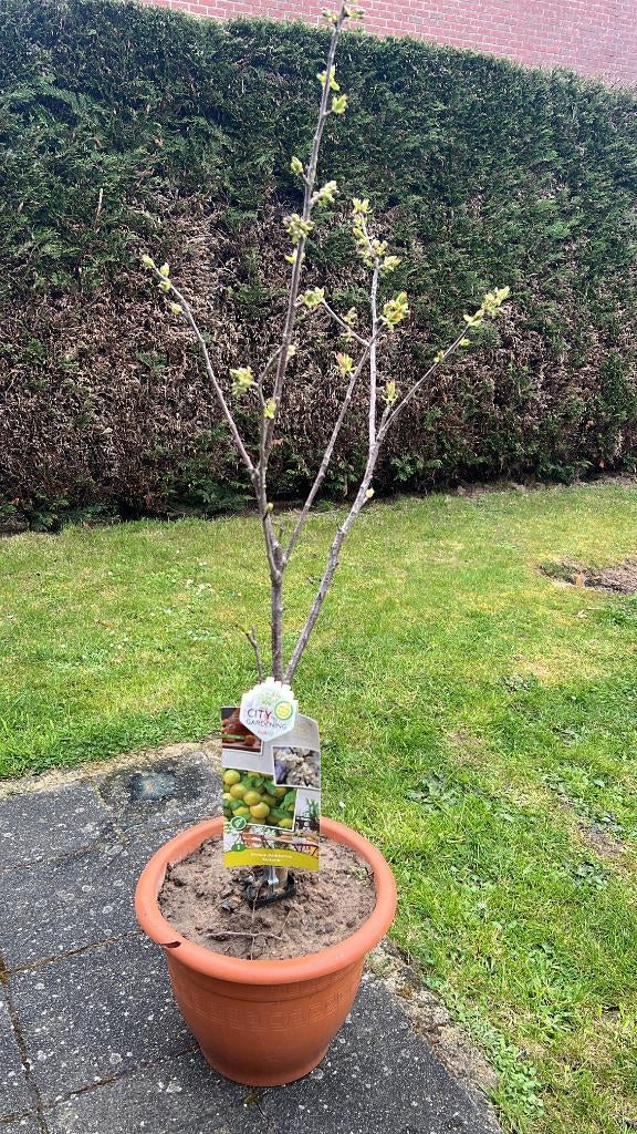 Pruimenboom ‘Ontario’ – klaar om te planten, Ophalen, 100 tot 250 cm, In pot, Pruimenboom