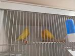 Kanaries in verschillende kleuren beschikbaar, Animaux & Accessoires, Oiseaux | Canaris