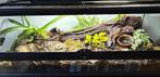 Terrarium exoterra 90x45x30cm, Animaux & Accessoires, Enlèvement, Comme neuf, Terrarium ou Paludarium