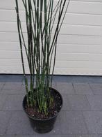 Equisetum Japonicum met korting, Jardin & Terrasse, Plantes | Jardin, Enlèvement, Mi-ombre