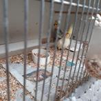 2 valkparkieten, Dieren en Toebehoren