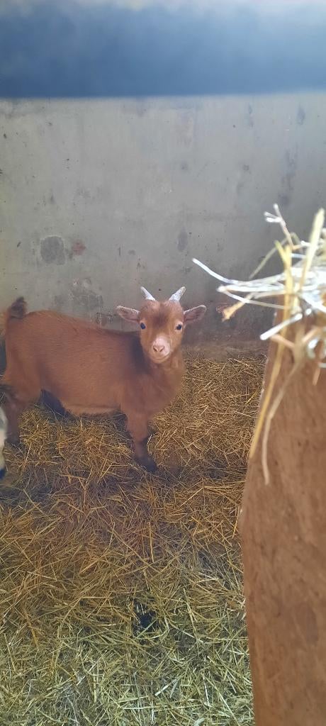 dwerggeitje, Dieren en Toebehoren, Mannelijk, Geit, 0 tot 2 jaar
