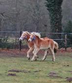 Jaarling haflinger, Dieren en Toebehoren, Pony's, Hengst, Onbeleerd, Gechipt, 0 tot 2 jaar