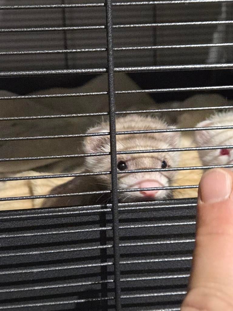 Un beau bélier à frettes moyennes aura lieu le 05/05 pendant, Mâle, Furet, Mars, Domestique