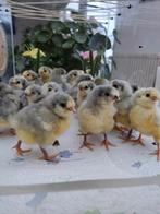 pluimvee, Dieren en Toebehoren, Pluimvee, Geslacht onbekend, Kip