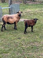 Kameroen schapen : Jonge ooien, moeder + lammetjes ooien/ram, Vrouwelijk, Schaap, 0 tot 2 jaar