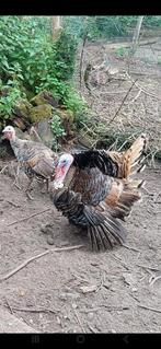 Broedeieren ronquiere kalkoenen, Dieren en Toebehoren, Pluimvee