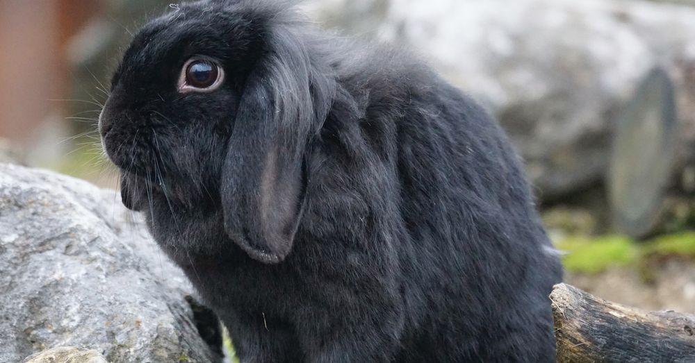 Lapin nain aux oreilles pendantes, Oreilles tombantes