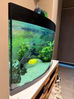 Aquarium Juwel 180L, Enlèvement, Utilisé, Aquarium d'eau douce rempli