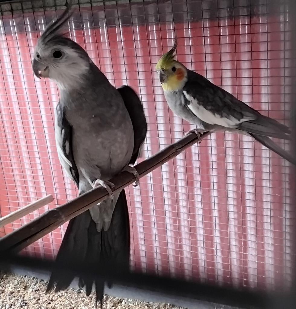 2 valkparkieten 50 € voor de 2