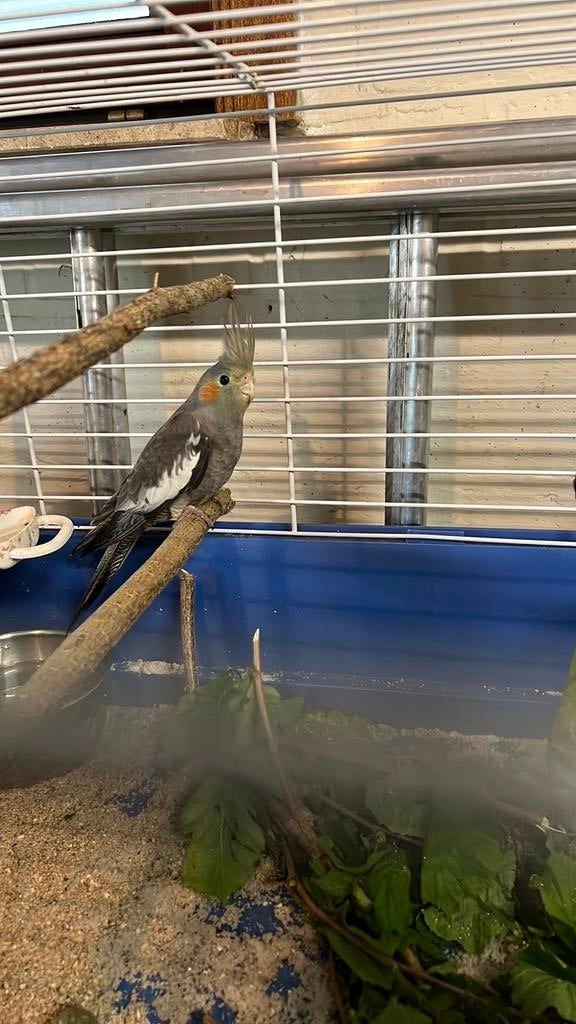 Valkparkieten te koop, Bagué