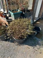Oudere azalea’s in kuip, Tuin en Terras, Ophalen, Winter