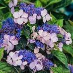 Hydrangea Blue Bird, Tuin en Terras, Ophalen, Halfschaduw