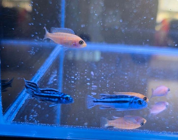 6 Malawi Cichliden (+- 5 cm), Animaux & Accessoires, Poissons | Poissons d'aquarium, Poisson d'eau douce, Poisson, Banc de poissons