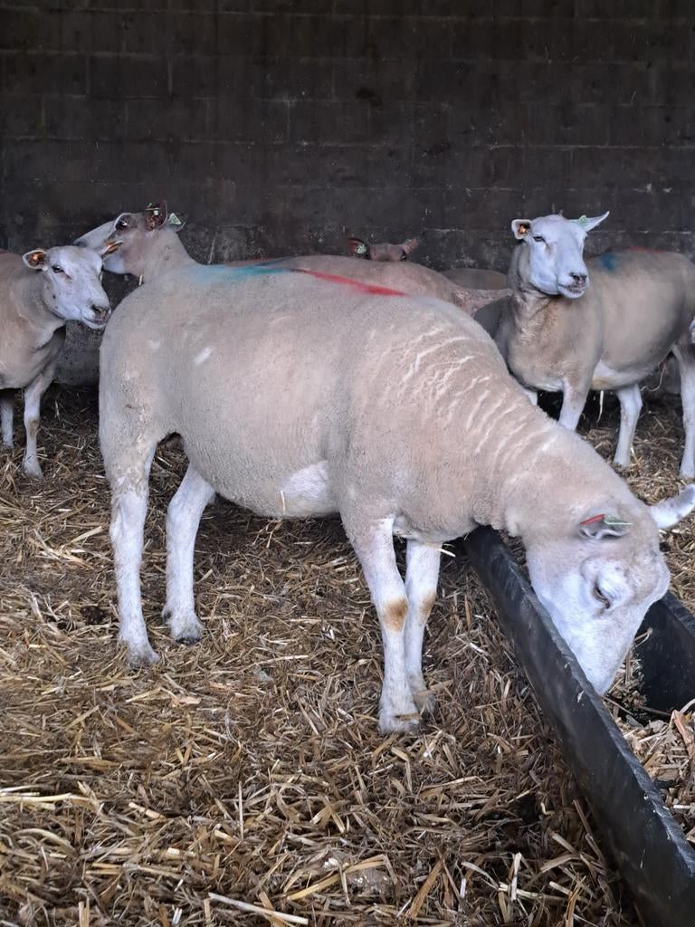 Schapen, Animaux & Accessoires, Moutons, Chèvres & Cochons