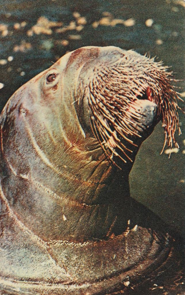 WALRUS, Collections, Cartes postales | Animaux, Envoi, Non affranchie, Animal sauvage