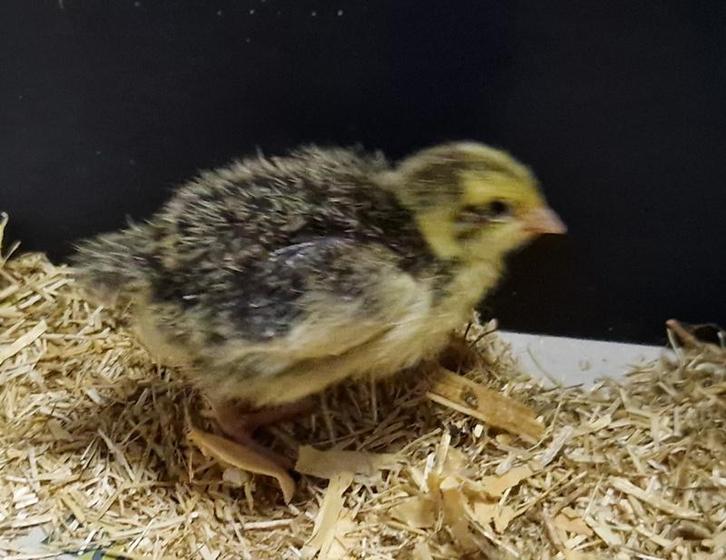 Tuxedo japanse kwartel kuikens, Dieren en Toebehoren, Pluimvee, Geslacht onbekend