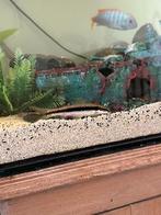 Siamese algeneter / Crossocheilus oblongus, Dieren en Toebehoren