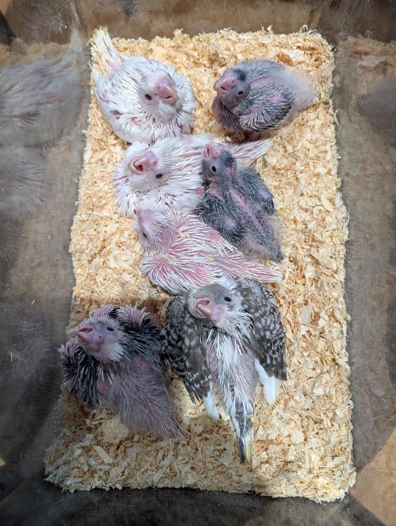 Bébés Calopsittes EAM, Dieren en Toebehoren, Vogels | Parkieten en Papegaaien, Parkiet, Meerdere dieren, Tam, Geringd