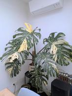 Monstera thai constellation, Huis en Inrichting, Ophalen