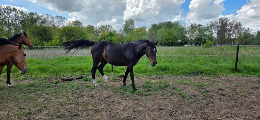 Drachtige fokmerrie van 2014, Dieren en Toebehoren, Paarden