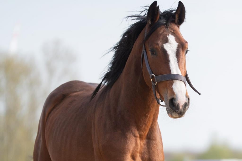 3-jarig springpaard, Étalon