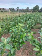 Prunus haagplanten, Ophalen