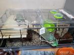 Hamster kooi met 2 Hamster, Dieren en Toebehoren, Ophalen, Kooi, Hamster