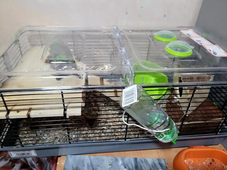 Hamster kooi met 2 Hamster, Dieren en Toebehoren, Knaagdieren en Konijnen | Hokken en Kooien, Kooi, Hamster, Ophalen