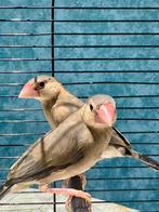 jeune couple de padda/java, Animaux & Accessoires, Oiseaux | Oiseaux Autre