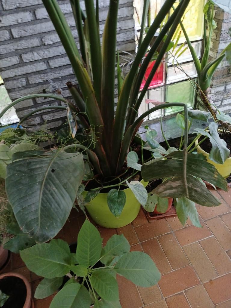 Mooie paradijsvogel plant heel groot, Ophalen