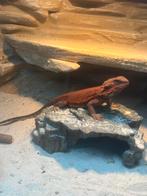 Baardagaam Red Monster, Dieren en Toebehoren, Reptielen en Amfibieën, Met terrarium