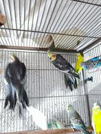 Twee valkparkieten te koop 40€, Dieren en Toebehoren, Vogels | Parkieten en Papegaaien