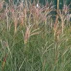 Miscanthus sinensis Gracillimus, Ophalen, Volle zon, Vaste plant, Siergrassen